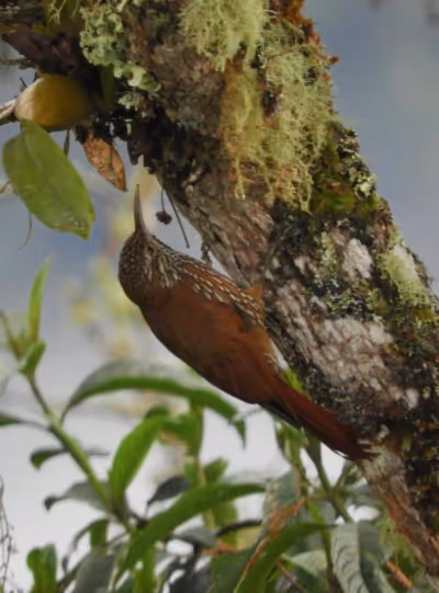 Ave en la Reserva Rio Blanco