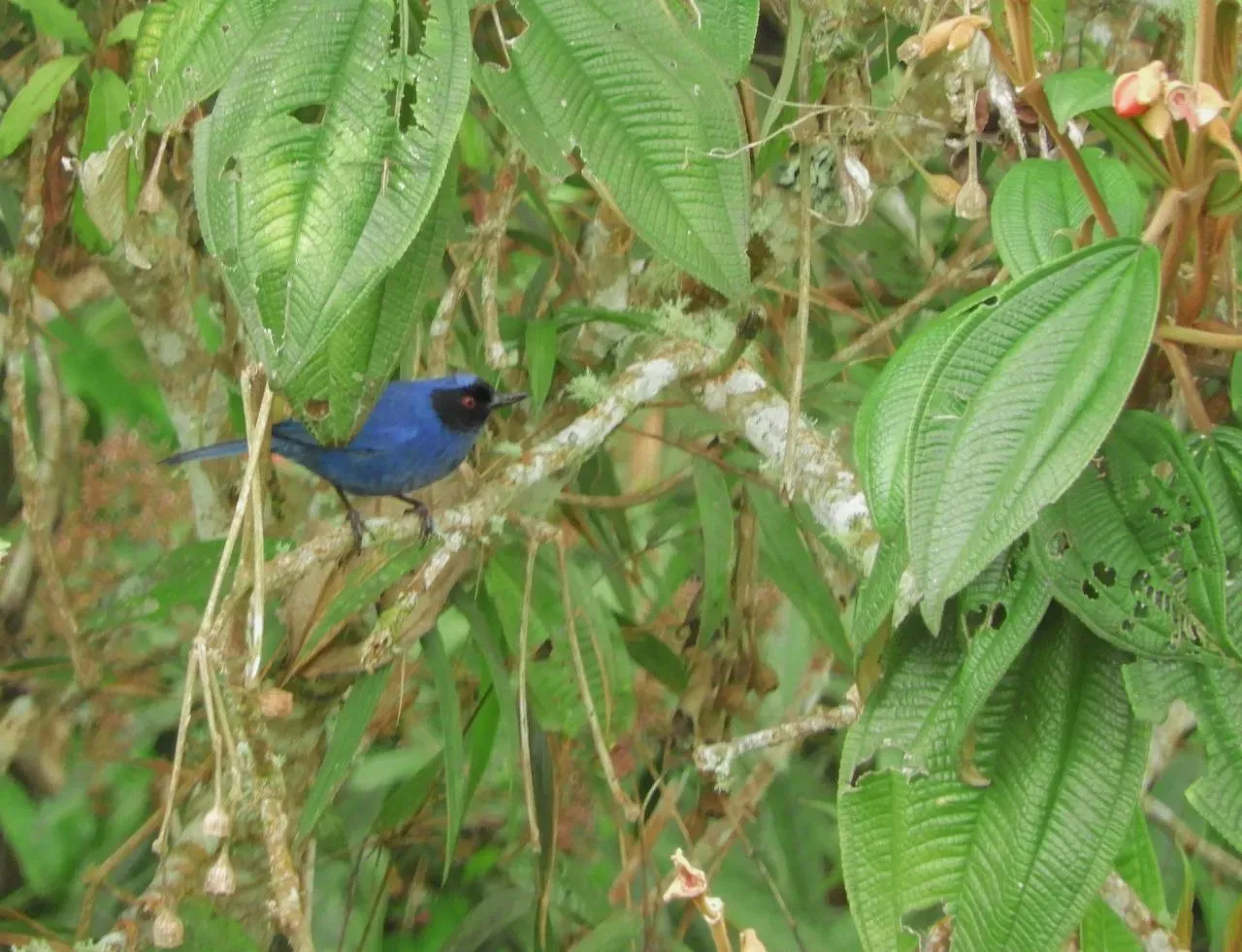 Especies endémicas colombianas