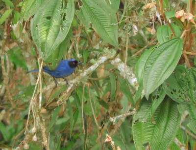 Especies endémicas colombianas