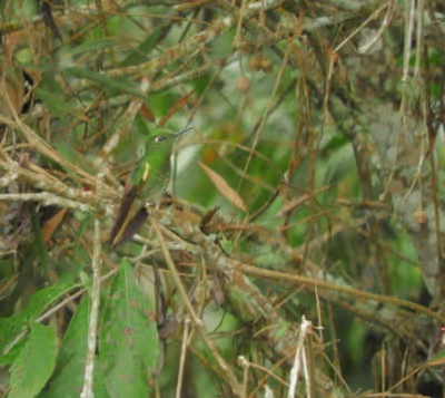 Aves tropicales de altura