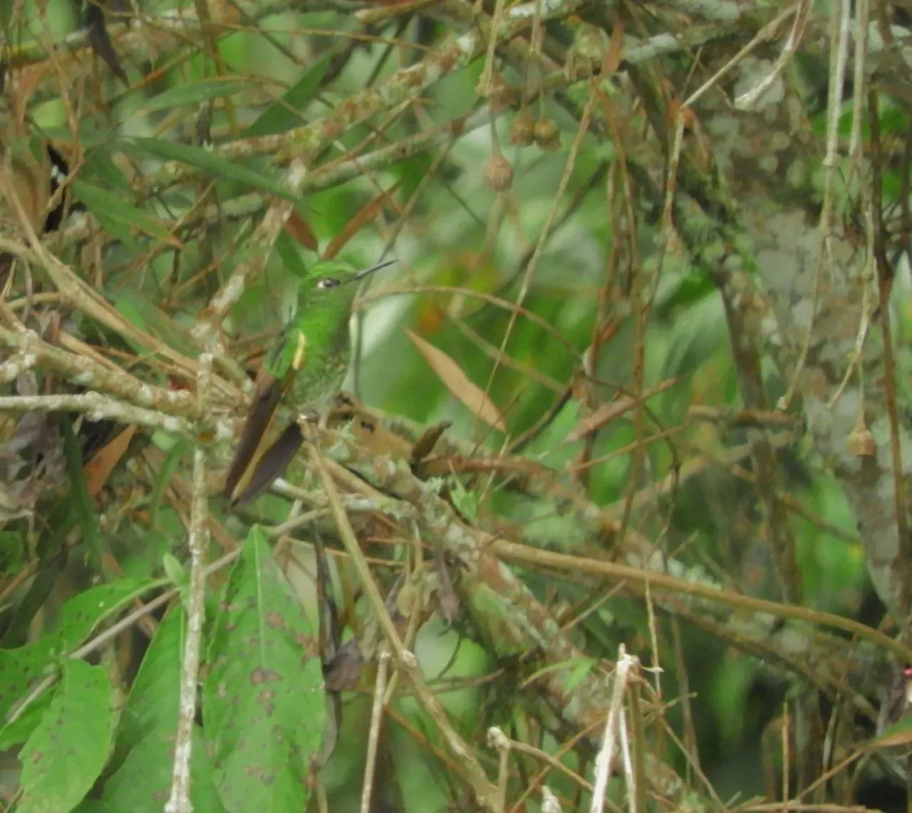 Aves tropicales de altura