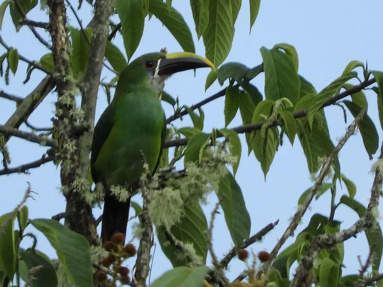 Biodiversidad aviar de Rio Blanco