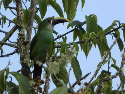 Biodiversidad aviar de Rio Blanco