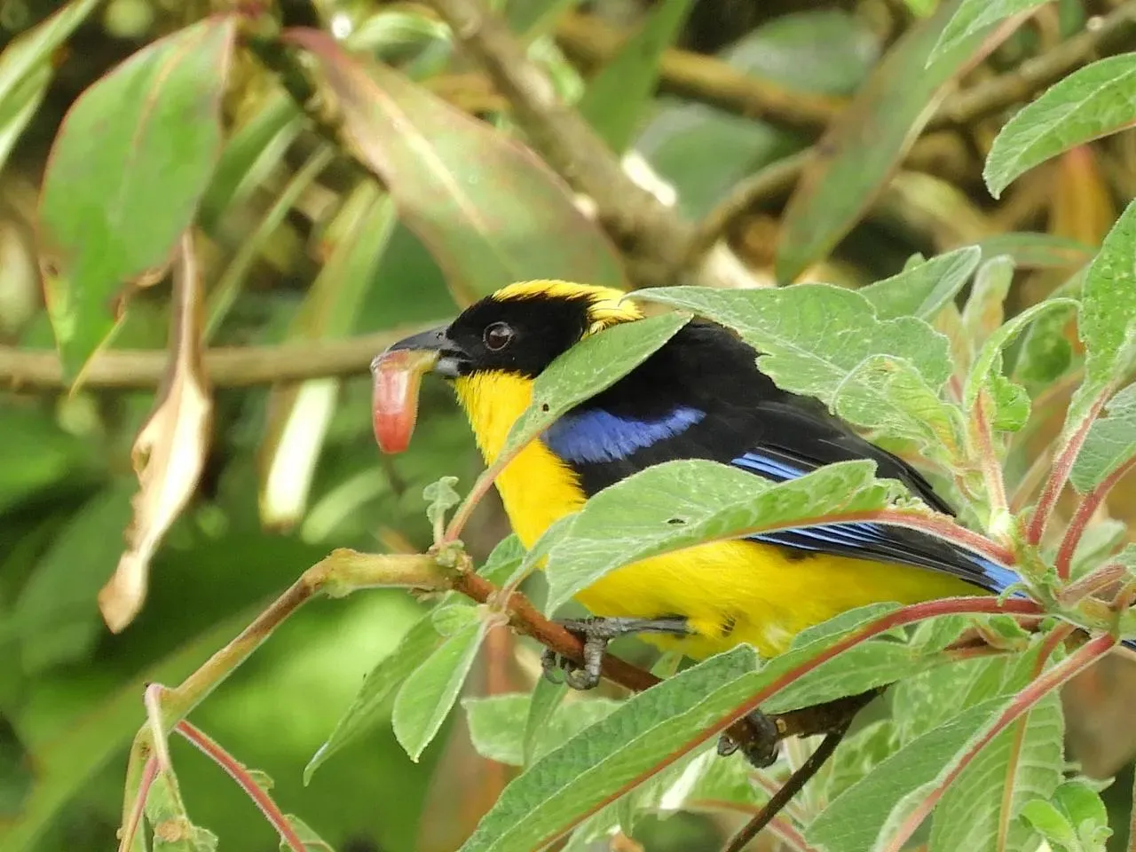 Colibríes de los Andes