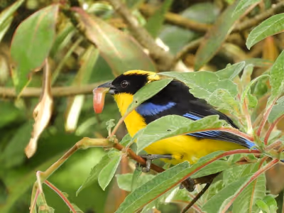 Colibríes de los Andes