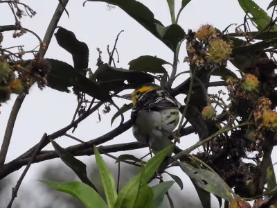 Aves del páramo colombiano