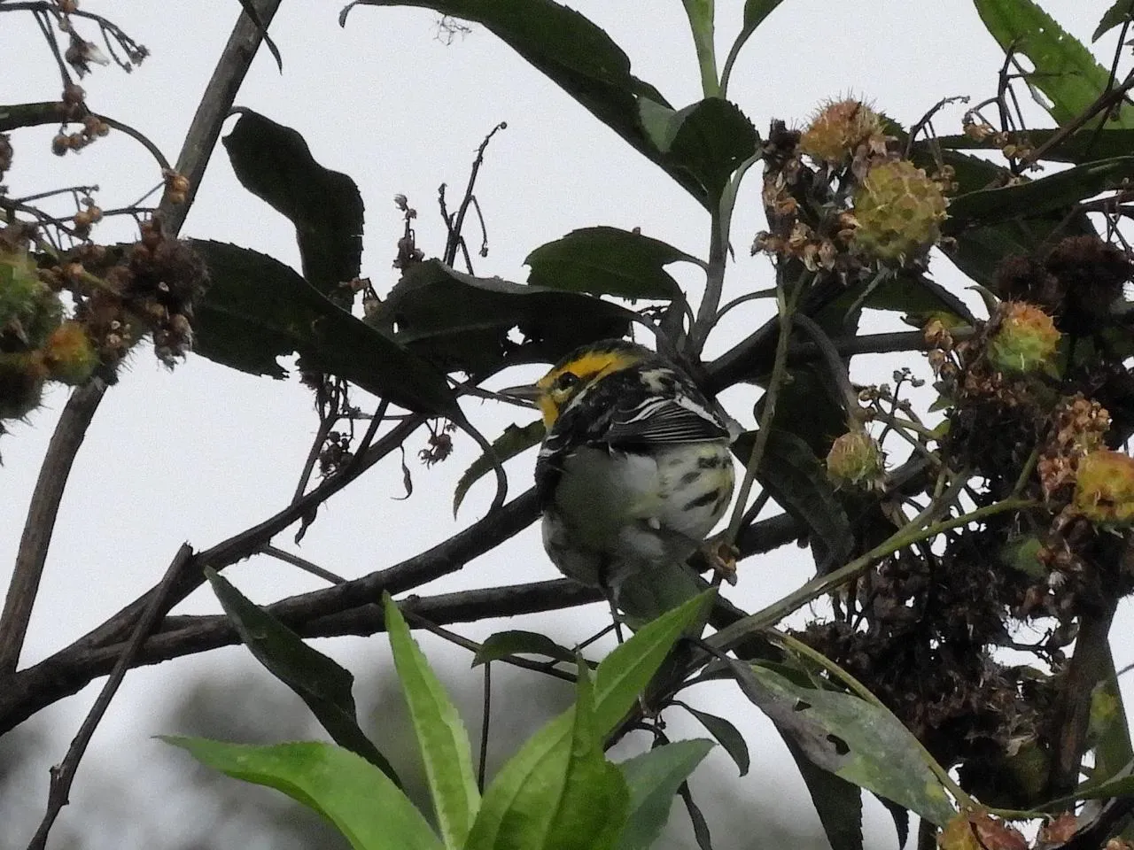 Aves del páramo colombiano
