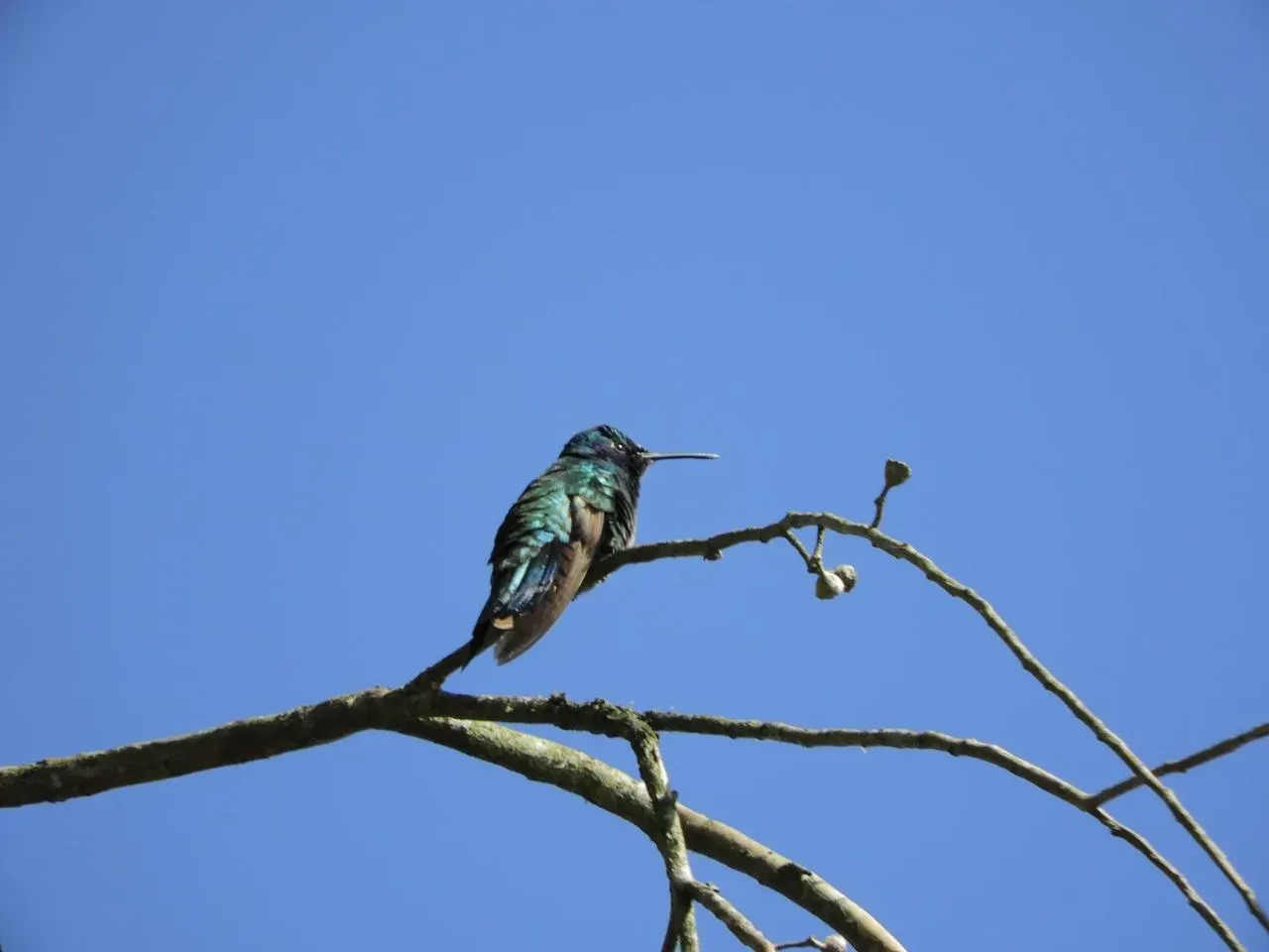 Fauna silvestre de la reserva