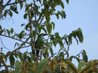 Aves rapaces andinas