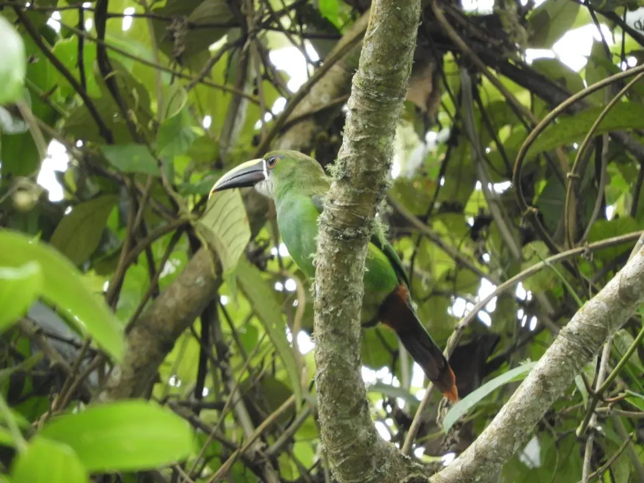 Especies protegidas de Colombia