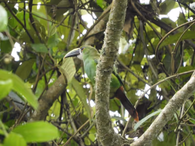 Especies protegidas de Colombia