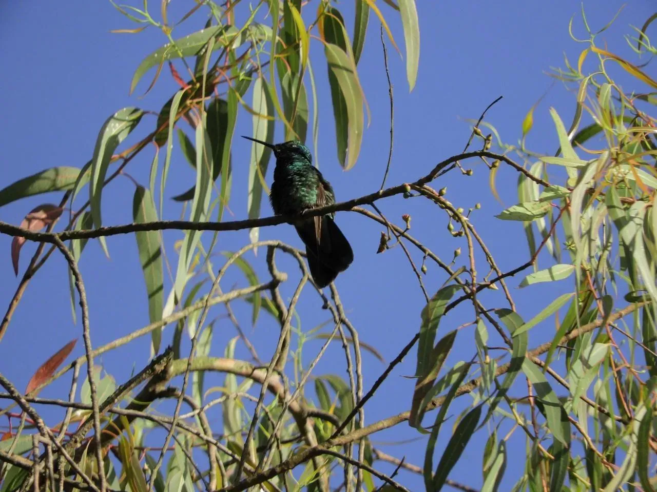 Turpiales y tangaras