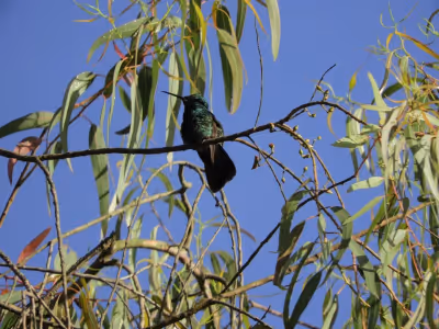 Turpiales y tangaras