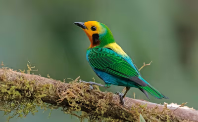 Aves migratorias en Rio Blanco