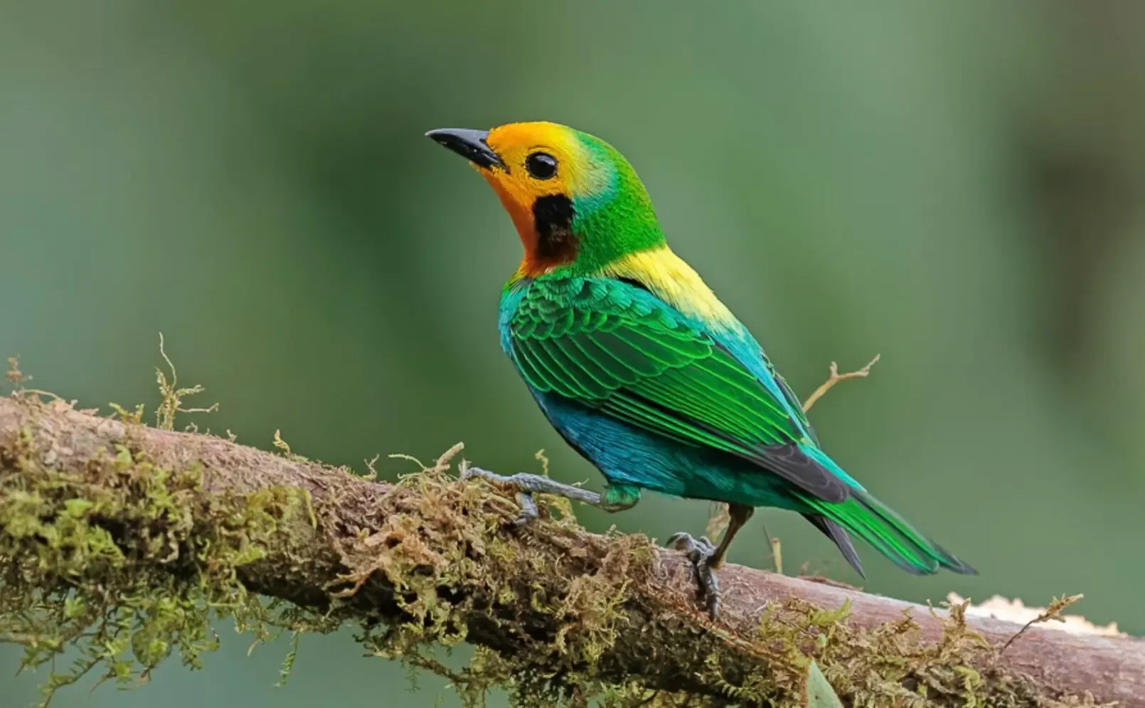 Aves migratorias en Rio Blanco