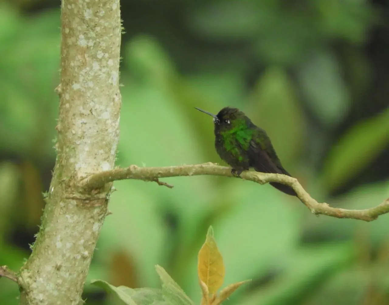 Aves endémicas de Colombia