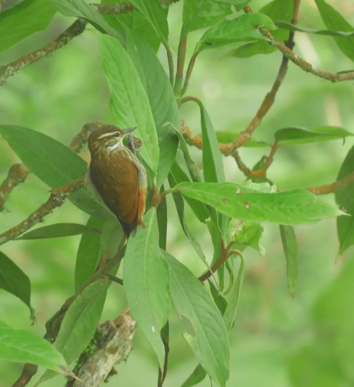 Avistamiento de aves en bosque nuboso