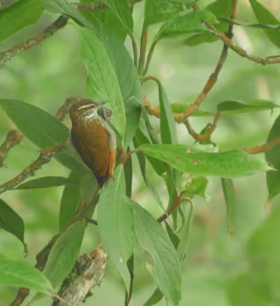 Avistamiento de aves en bosque nuboso