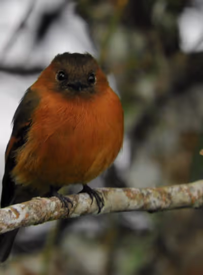 Especies de aves de la reserva