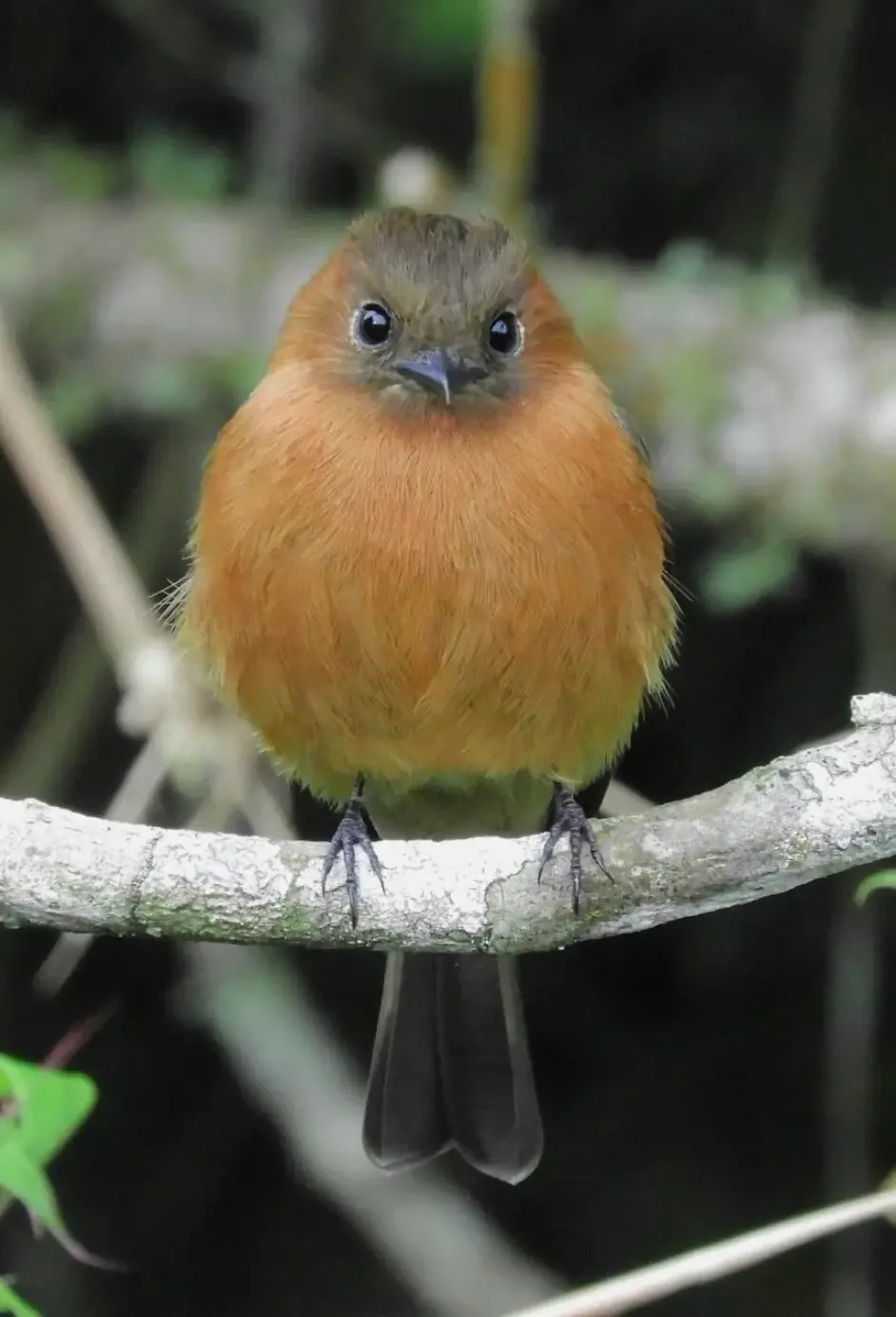 Birdwatching en Rio Blanco