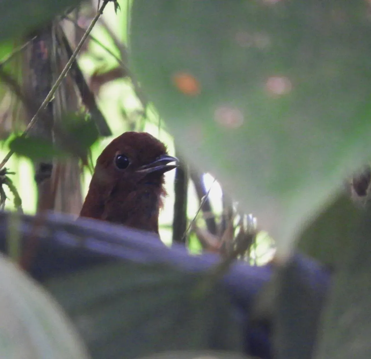 Aves endémicas del Andes