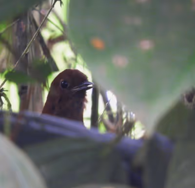 Aves endémicas del Andes