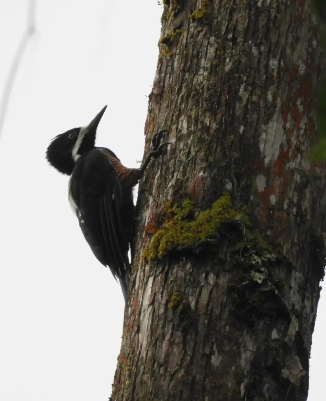 Fauna del bosque nuboso