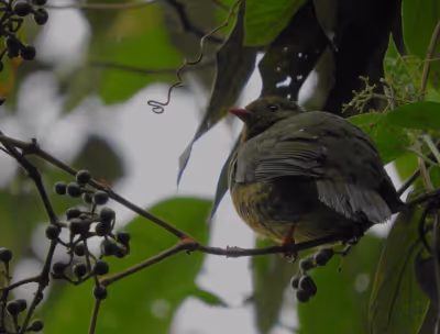 Diversidad de aves en Manizales