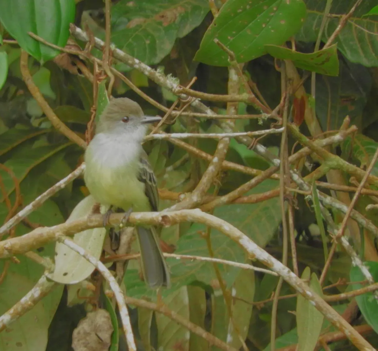 Observación de aves en Caldas