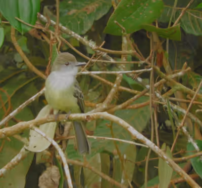 Observación de aves en Caldas