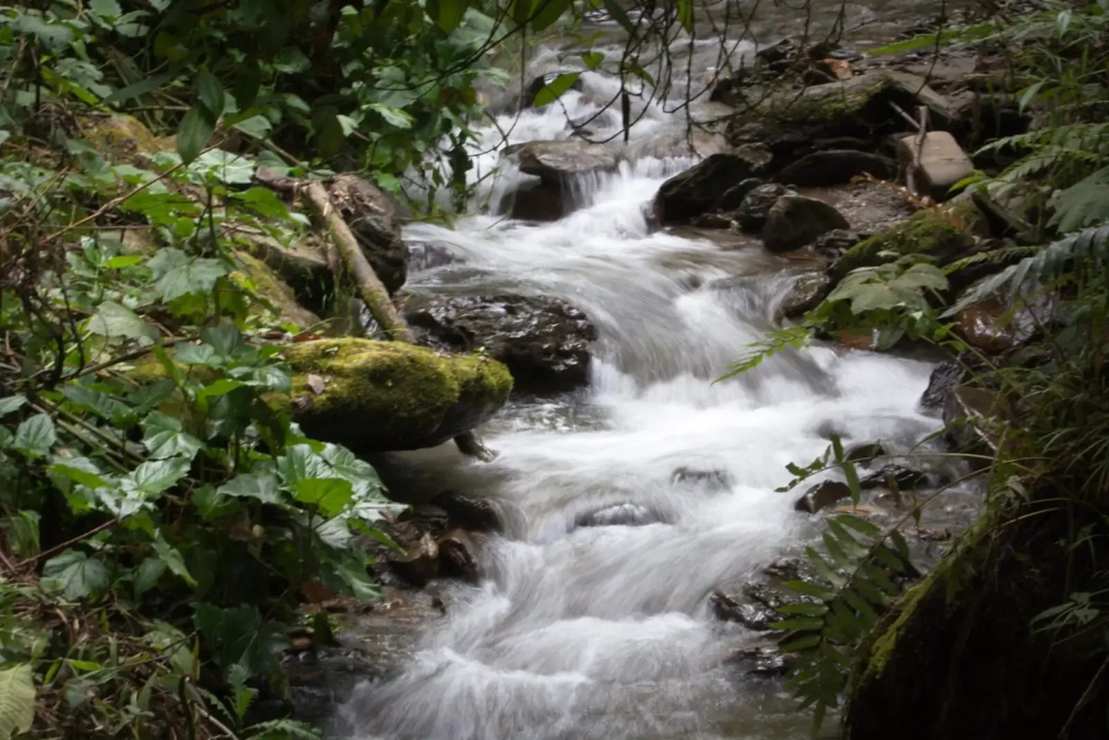 Birdwatching in Rio Blanco