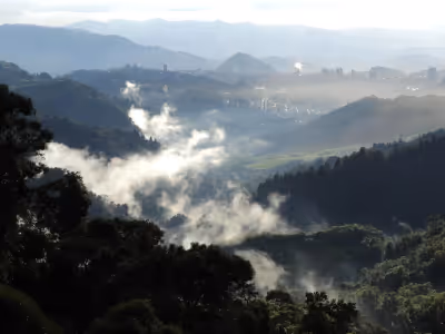 Amanecer en el bosque andino