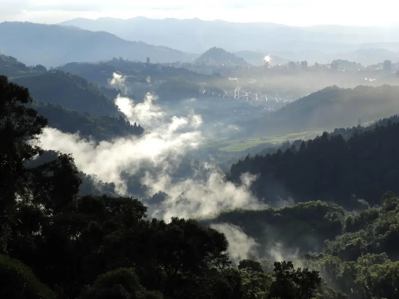Amanecer en el bosque andino